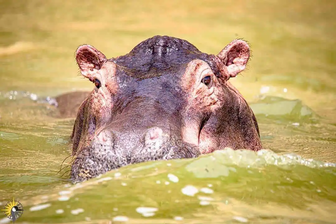 hippo face